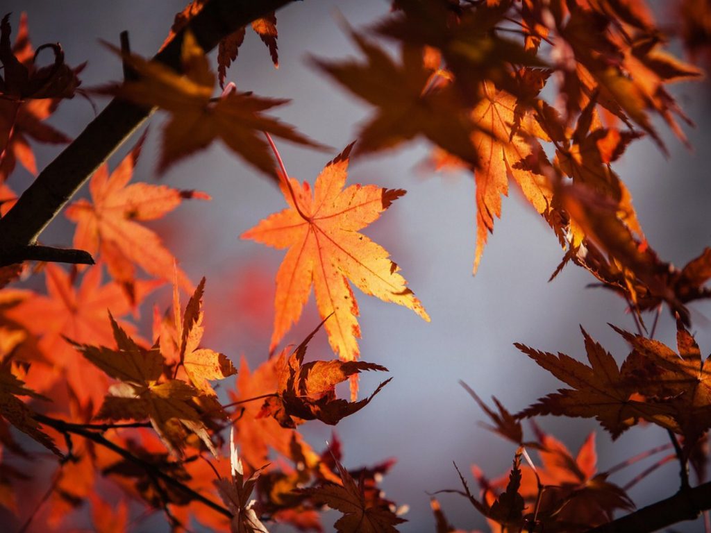 Herbstferien_2025