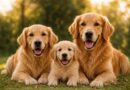 Hunde